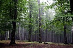 ضرورت ایجات بانک اطلاعاتی جنگل های هیرکانی