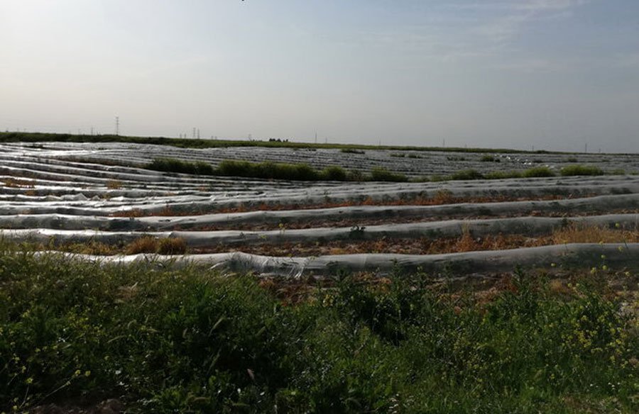 2-زمین های کشاورزی اطراف سد گتوند