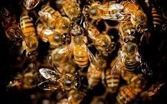ممنوعیت آفت‌کش‌های زیان‌بار برای زنبورها در اروپا