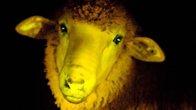 گوسفندی که شب ها می تابد