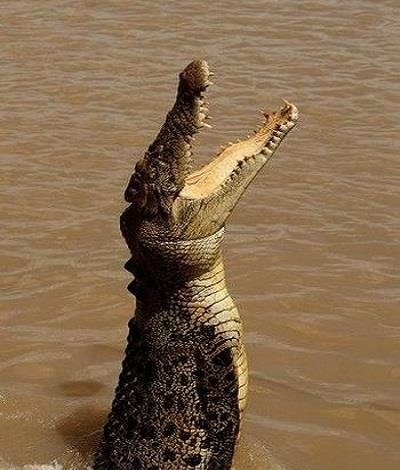 تمساح‌ پرشگر!(عکس) 