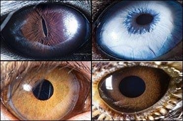 تصاویری با جزئیات باورنکردنی از نمای بسیار نزدیک چشم حیوانات