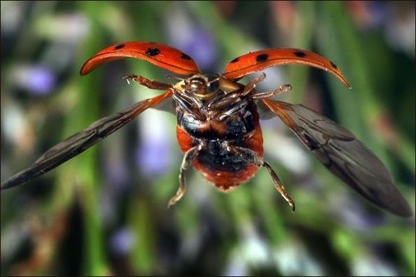 تصاویر زیبا از پرواز حشرات با تجهیزات دست ساز