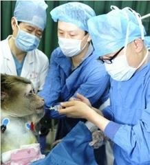دستاورد بزرگ پزشکان چینی در پیوند کبد خوک شبیه‌سازی شده به یک میمون 
