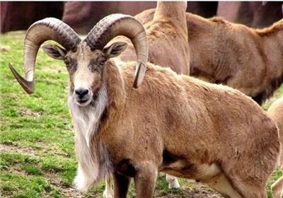 خطر انقراض در کمین گوسفند وحشی اوریال در بیرجند 