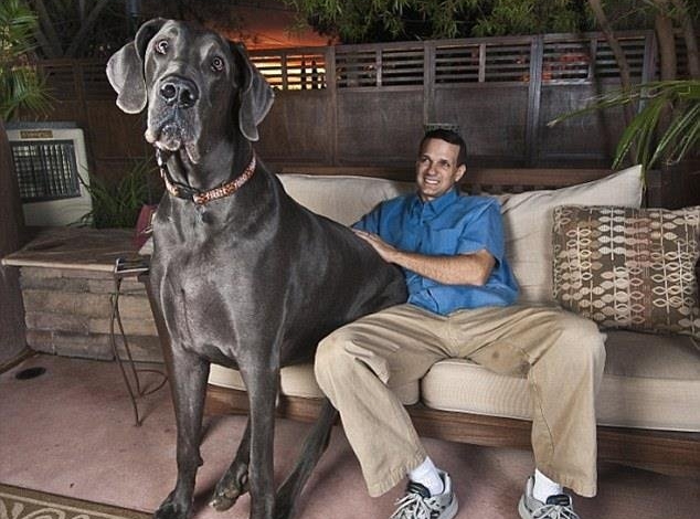 بلندقد ترین سگ جهان مرد + تصاویر 