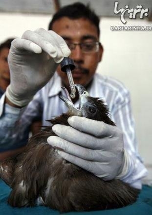 اولین بیمارستان حیوانات وحشی در نپال 