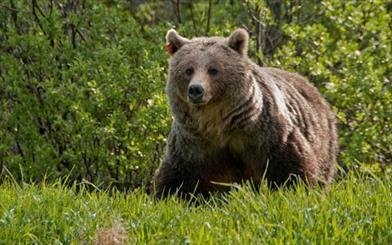 یک توله خرس قهوه ای پس از زنده گیری در پاسگاه پارک ملی بمو مفقود شد
