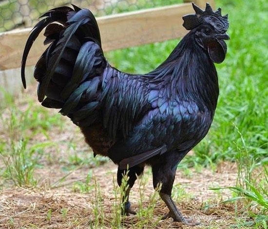 خروس سیاه، گونه ای نادر و زیبا