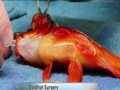 ماهی گلدفیش تحت عمل جراحی قرار گرفت+عکس