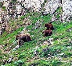از ۳ قلاده خرس قهوه ای در ارتفاعات شهرستان البرز تصویربرداری شد