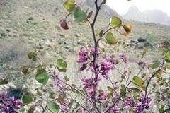 ۲۰ گونه گیاهی ایران در معرض انقراض است