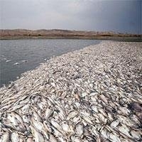 کشتی کف روب و مسمومیت، متهمان مرگ هزاران ماهی 