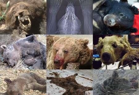 زنگ خطر برای حیات خرس ها در زیستگاه های ایران به صدا در آمد