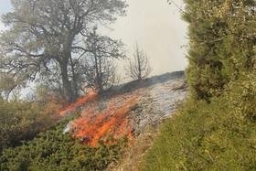 جنگل‌های نکا در آتش سوخت