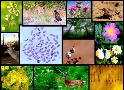 انقراض روزانه ۱۰۰ گونه تنوع زیستی در دنیا 