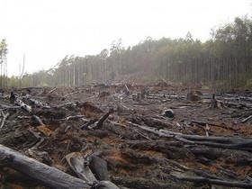 نقش پررنگ روسیه و کانادا در از بین بردن ۴۰ درصد از جنگل های جهان