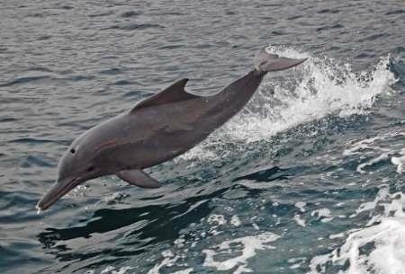شناسایی پنج گله جدید دلفین های گوژپشت در اطراف جزیره قشم