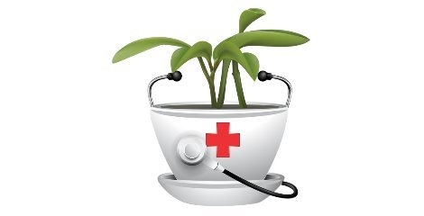 ارائه تسهیلات خاص به طرح‌های «فرآوری داروهای گیاهی»