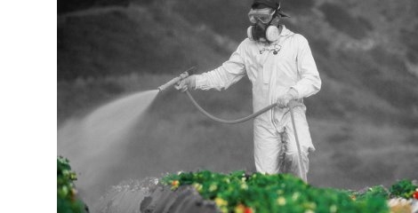 بیشترین میزان آلودگی به آفت کش ها در توت فرنگی
