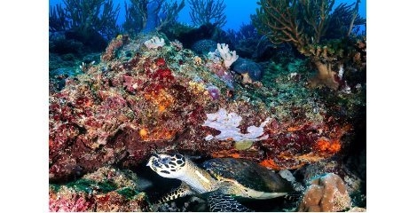 تاثیر منفی فرسایش بستر دریا بر صخره‌های مرجانی