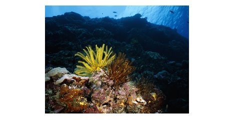 مرگ آبزیان در فراق مرجان‌ها