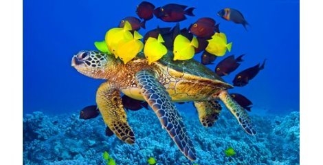 لاک‌پشت‌های دریایی ایران در معرض تهدید