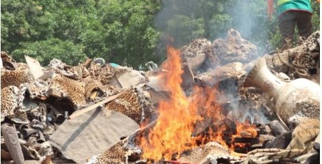 سوزاندن انبار پوست ببر و شاخ کرگدن در نپال