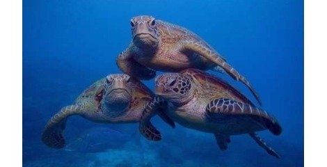  زندگی لاک پشت های دریایی تحت الشعاع تغییرات اقلیمی قرار گرفت