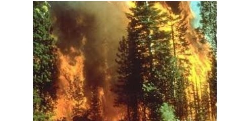 جنگل‌ها و مراتع همچنان در آتش بی‌تدبیری می‌سوزند