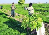 کاهش آبیاری مزارع تهران با فاضلاب