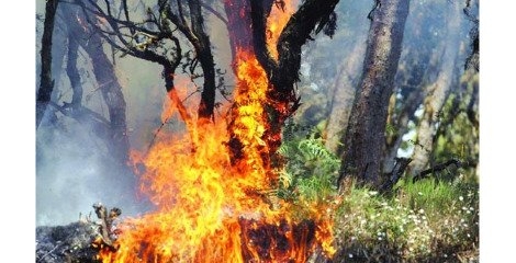 952 آتش سوزی  در دل یک درصد خاک ایران