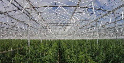  تولید سالانه ۱۷ هزار گوجه فرنگی در مزرعه سرپوشیده خورشیدی 