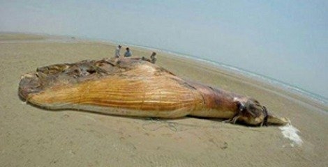 نهنگ 10 تنی در ساحل بندرلنگه به گل نشست