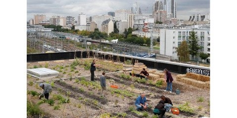 کارمندان اداره پست در پاریس روی سقف اداره کشاورزی می کنند