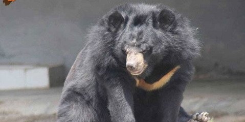 فریاد خاموش برای انقراض خرس‌های سیاه 