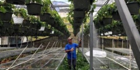 چگونه انرژی خورشیدی یک گلخانه را از طوفان نجات داد