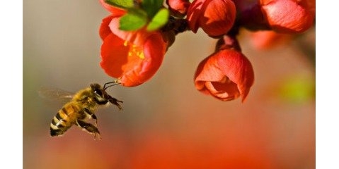 آفت‌کش‌ها تهدیدی جدی برای زنبورهای عسل هستند