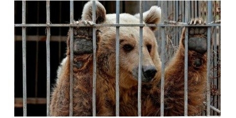 علت اصلی بوی بد باغ‌وحش تهران حیوانات نیستند