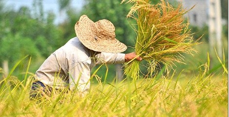 تفاهم نامه تولید محصولات کشاورزی استاندارد در کشور امضا شد