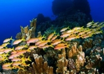 اسیدی شدن اقیانوس‌ها اکوسیستم دریایی را بر هم می‌زند