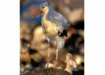 بلایی که زباله‌های پلاستیکی بر سر پرنده‌ها می‌آورند 
