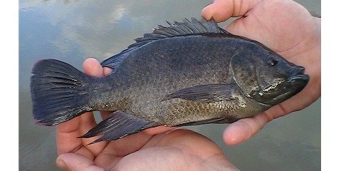 سازمان محیط زیست همچنان با تکثیر و پرورش ماهی تیلاپیا مخالف است