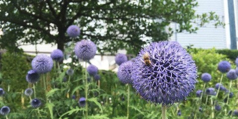 شهرها، راه حلی برای جلوگیری از کاهش جمعیت زنبورهای عسل