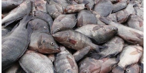 ارزیابی ریسک زیست‌محیطی، حلقه مفقوده معرفی ماهی تیلاپیای نیل به کشور