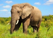 تصمیم جنجالی دولت ترامپ برای واردات مجدد لاشه فیل به آمریکا