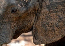 ترامپ صدور مجوز واردات اعضای فیل را به تعویق انداخت