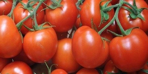 چینی ها گوجه تراریخته با ماندگاری بالا تولید کردند