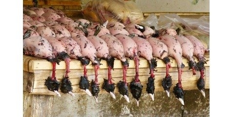 درخواست از دادستان کل کشور برای جلوگیری از نسل‌کشی پرندگان مهاجر