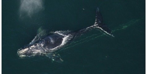 خطر انقراض در کمین نهنگ شکار اطلس شمالی